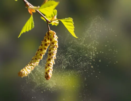 Removing Pollen From Your Pool