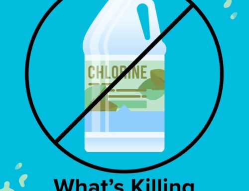 What’s Killing Your Chlorine?