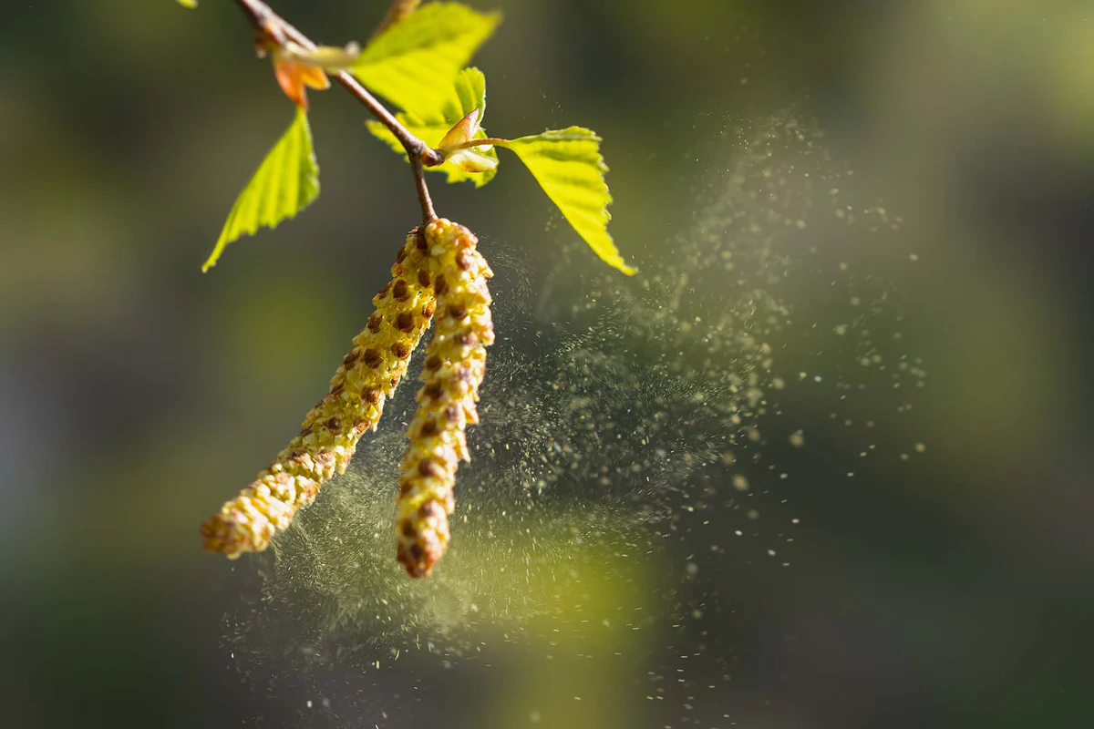 Removing Pollen From Your Pool