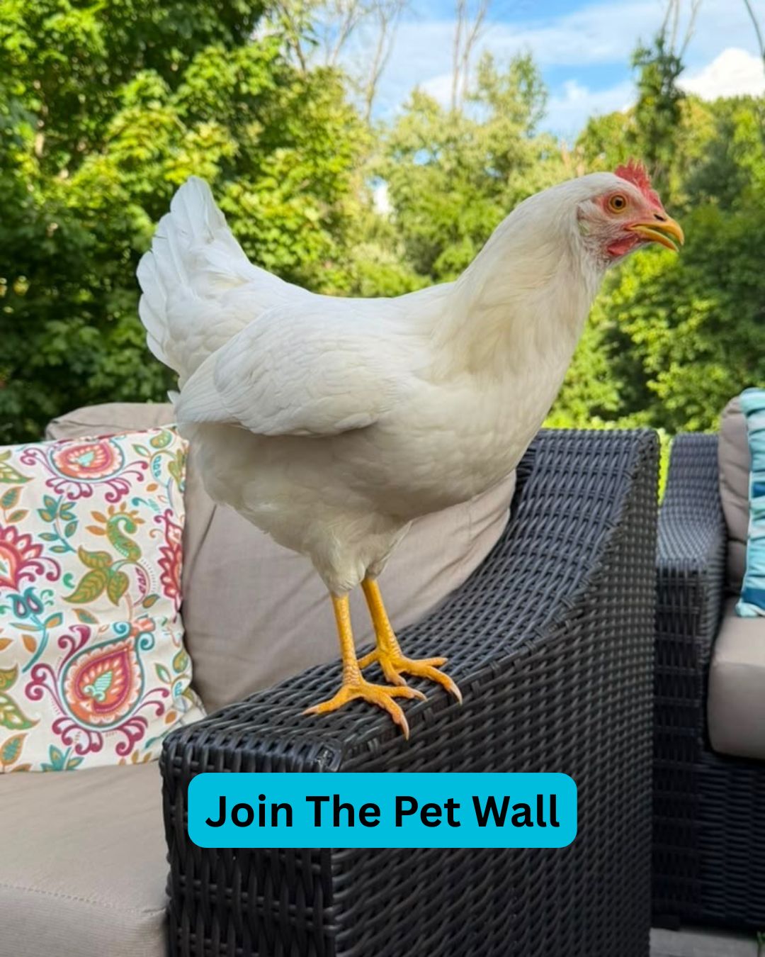 Pet Wall Cover Photo